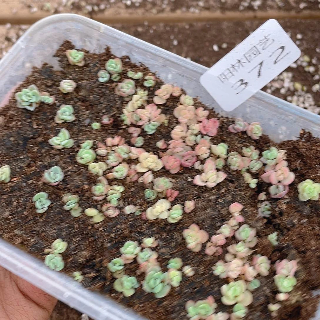 多肉植物多肉植物372