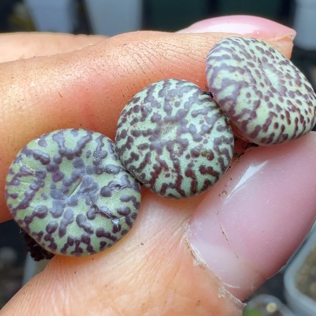 用****6286三颗000000000000