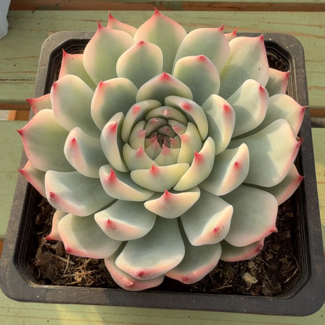 吉娃娃锦锦上园艺一物一拍