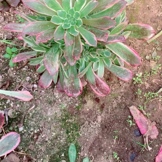 多肉植物凤冠997