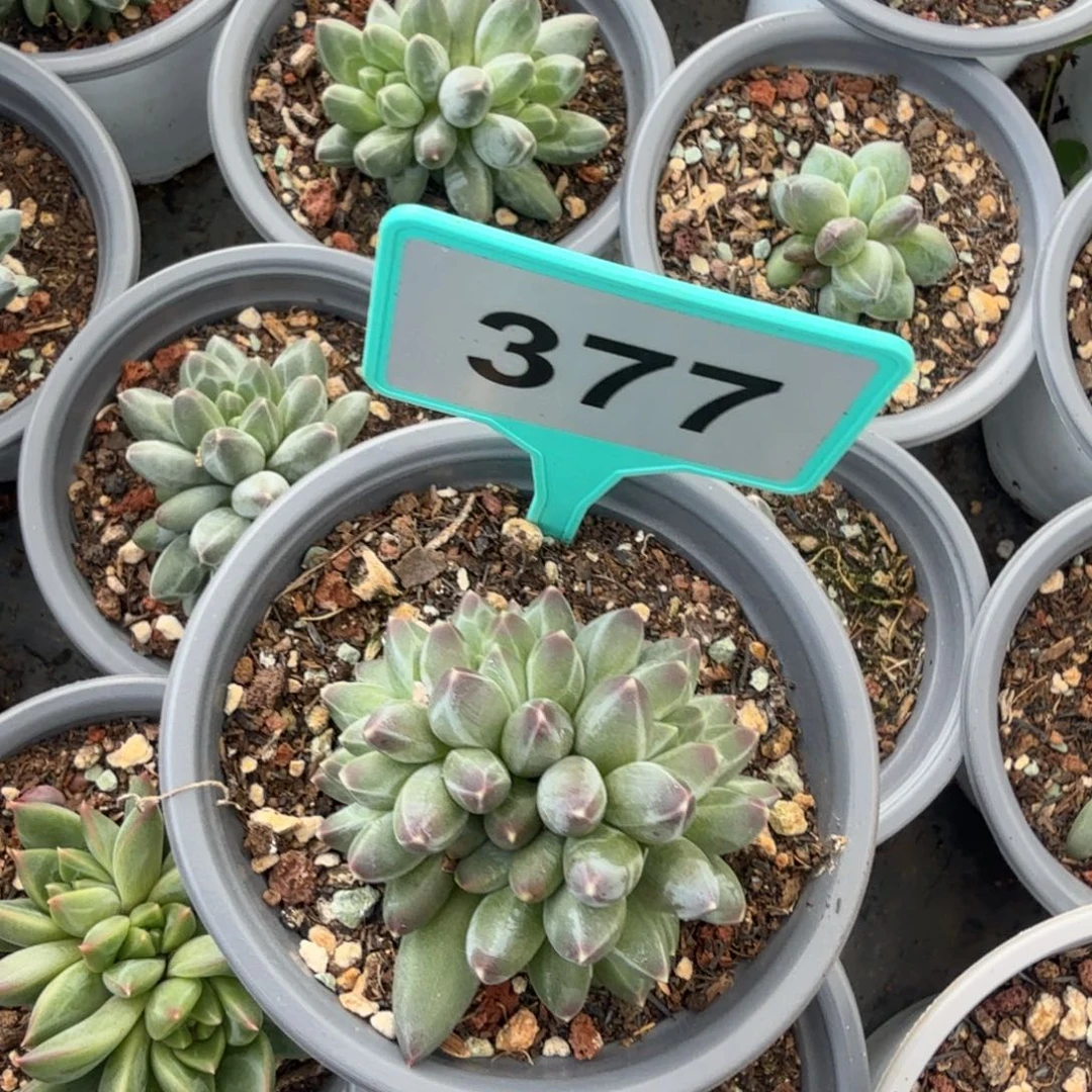 申公豹多肉植物377