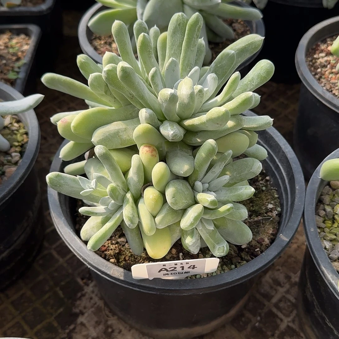 Y***：多肉植物仙女杯A214