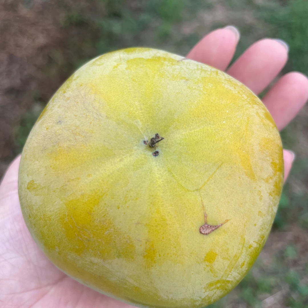 正宗日本太秋甜柿浙江嘉兴现摘新鲜水果顺丰包邮