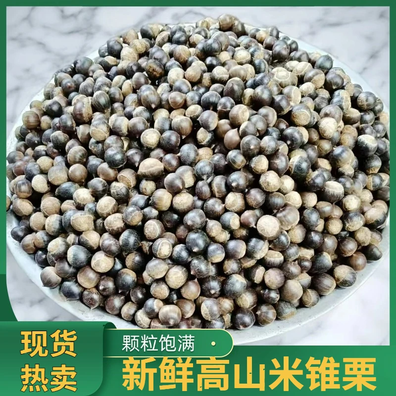 2025新鲜米锥栗深山锥子小米锥子尖栗子圆珠子刺锥坚果零食包邮