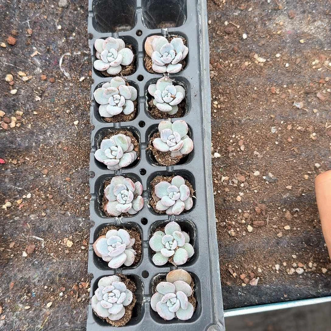 木马一物一拍专拍