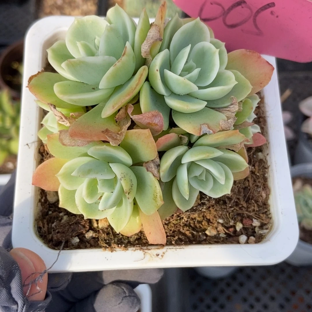 605柠檬玫瑰锦多肉植物