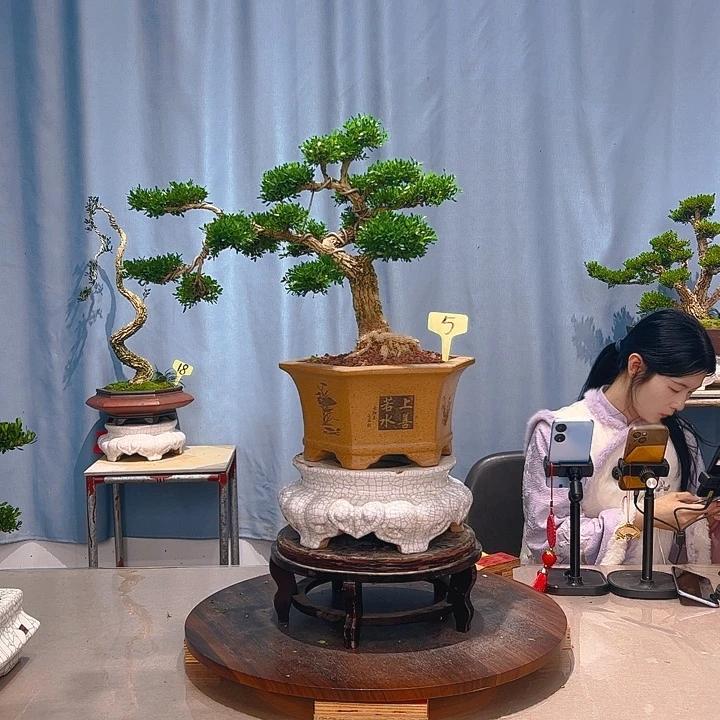 无花朵广东皱皮雀舌黄杨