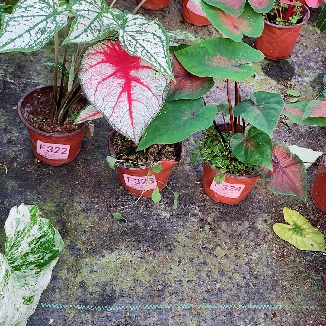 无花朵一****u彩叶芋322.323.324