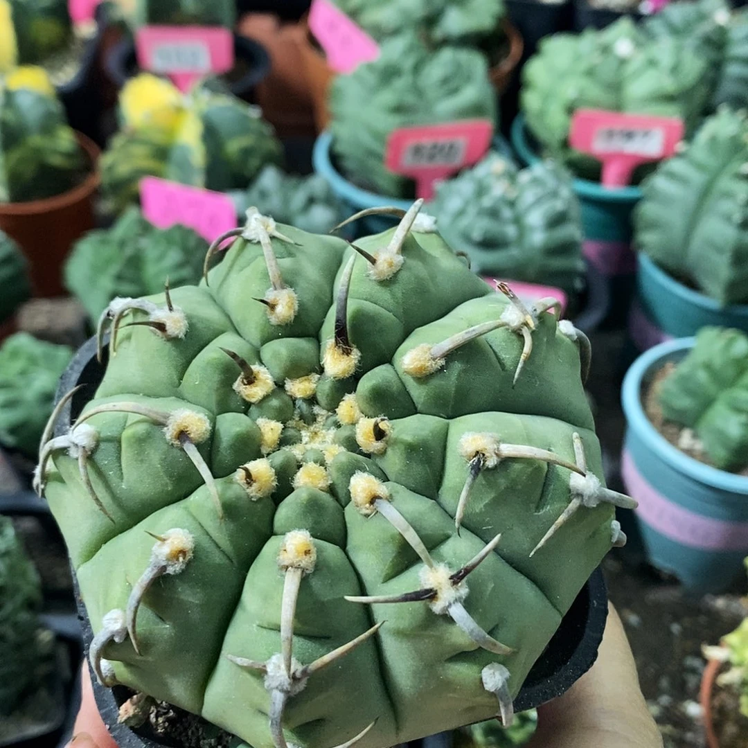 花花草草花花草草