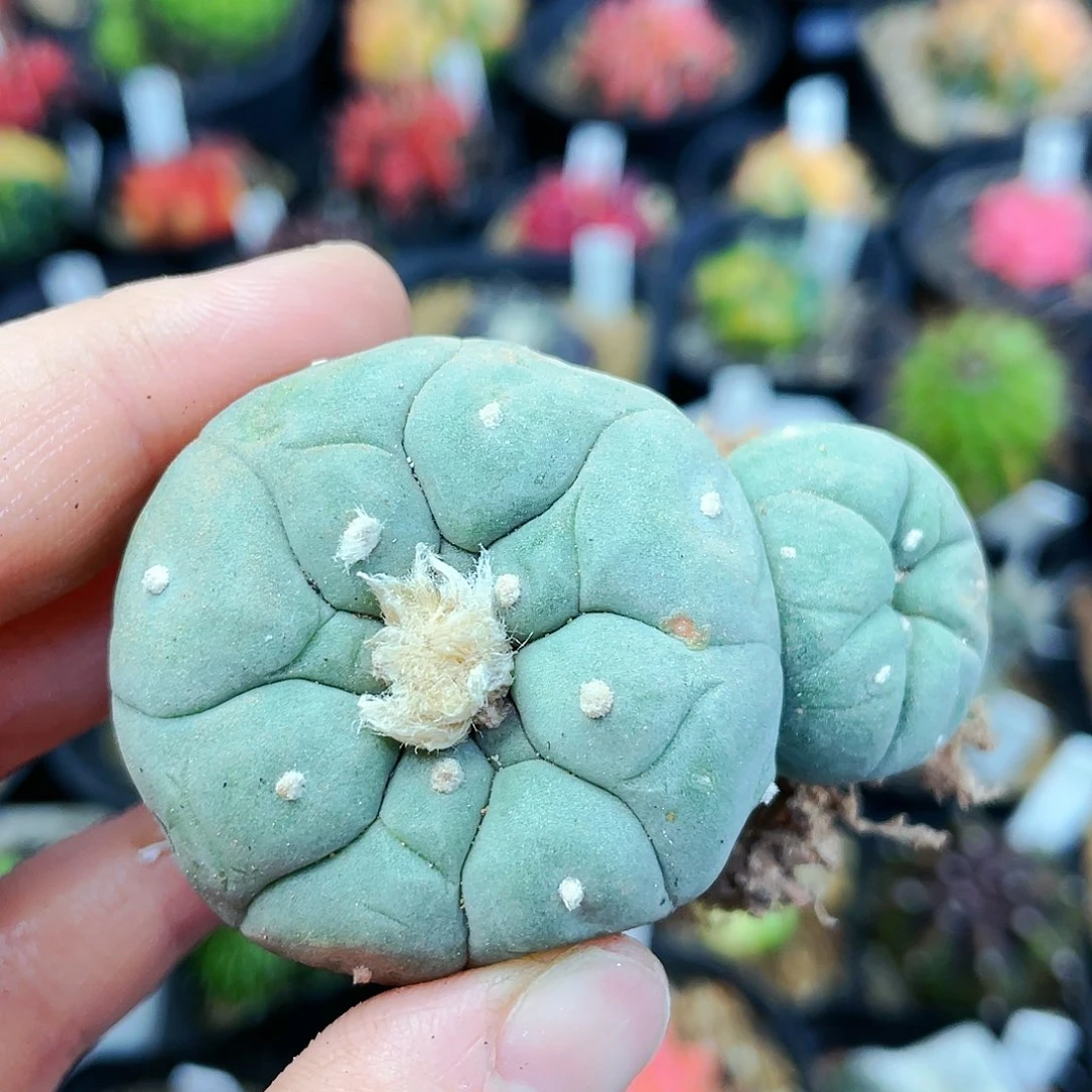 软体非偏远地区满25裸根发货仙人球