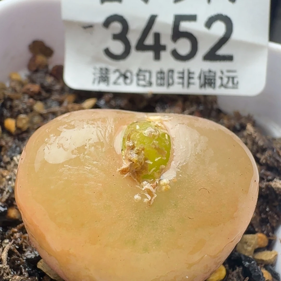 吕氏。   带盆土。