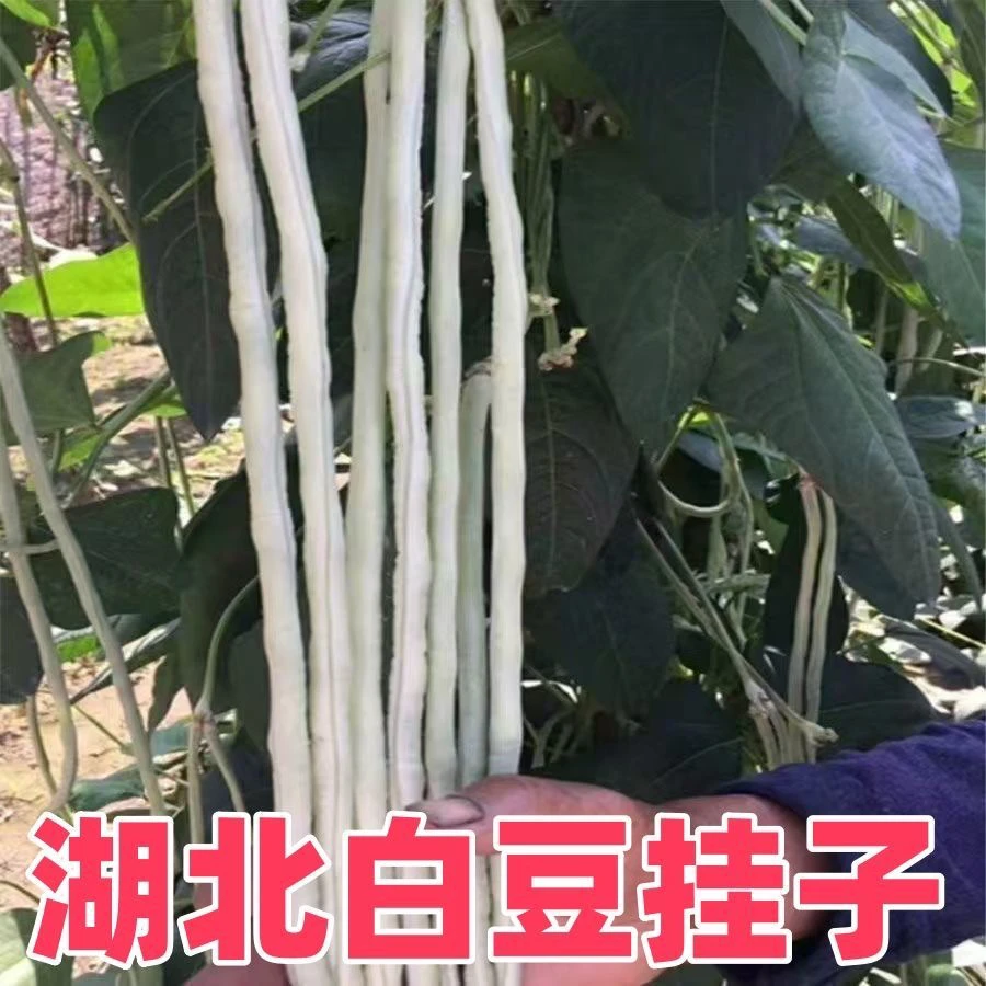 湖北天门门本地白长豆角白豆挂子白豇豆鲜嫩脆爽新鲜蔬菜农家现摘