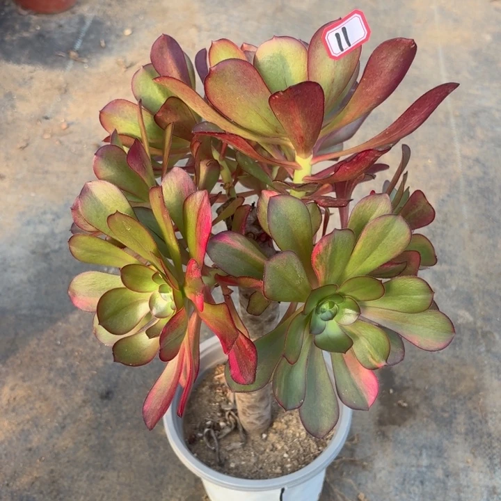 一物一拍巫毒砍头群福利11