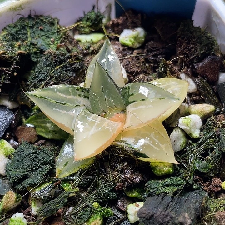 552酒吞锦特选福利