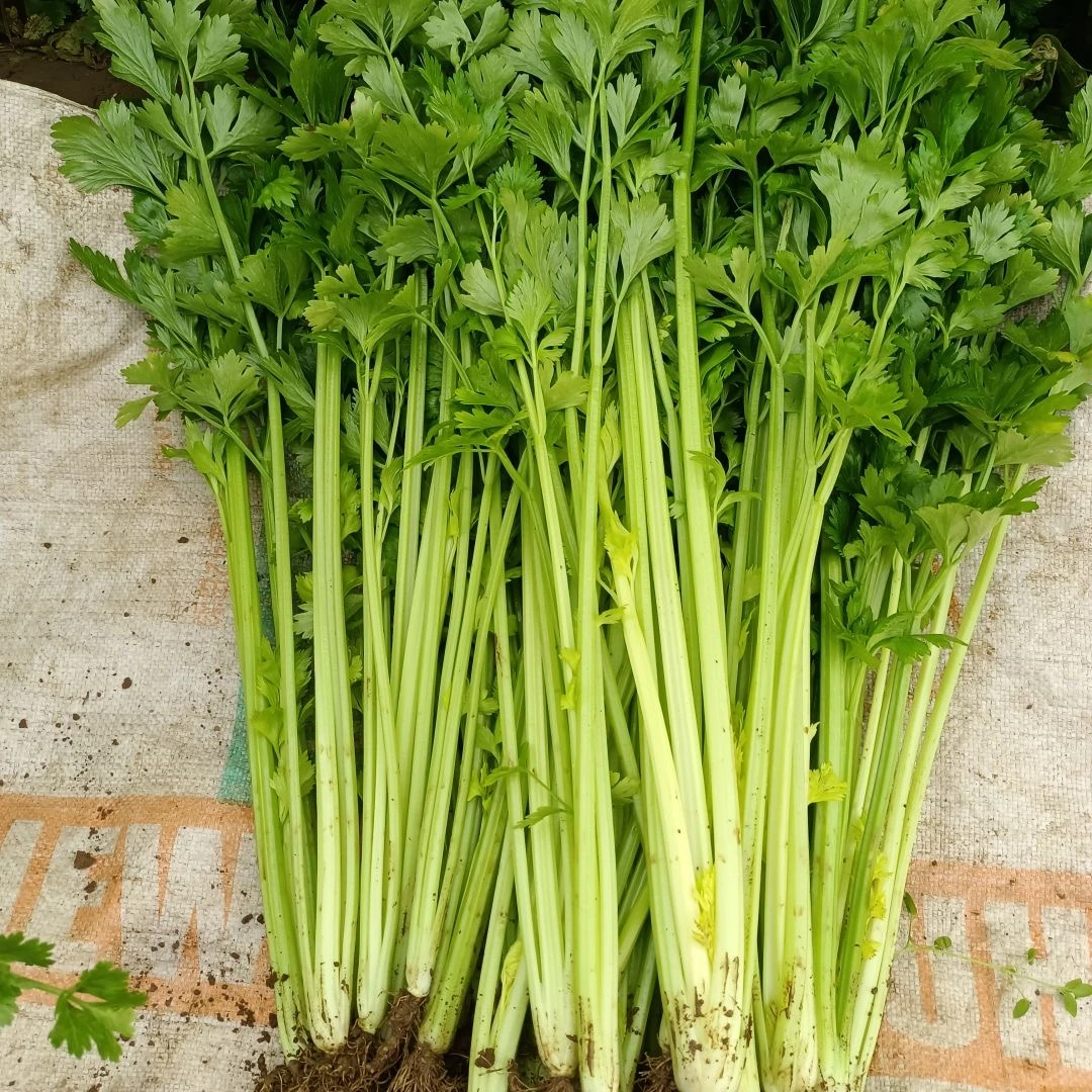 芹菜新鲜小香芹山东脆嫩现挖榨汁蔬菜山芹带根保鲜发农家种植