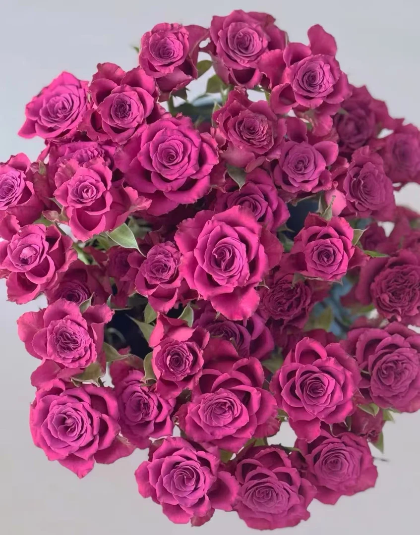 【云上花卉】蓝莓多头玫瑰 任意两单花材升级顺丰京东德邦
