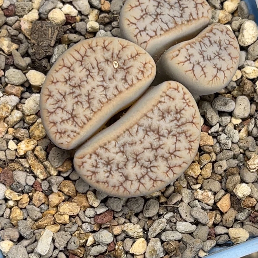 4469双头拿铁189蜜纹凹凸