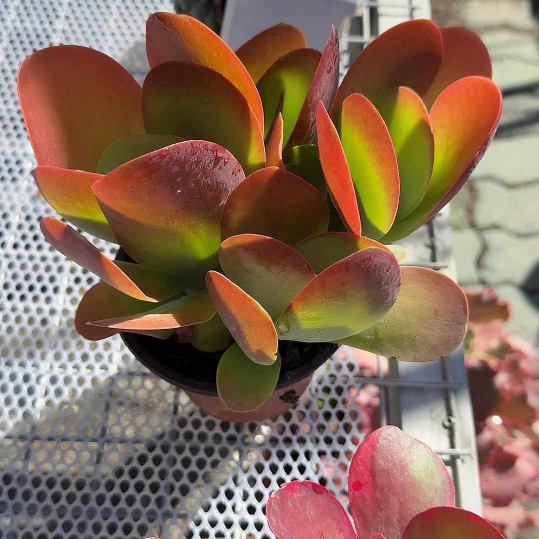唐寅群生多肉植物精品
