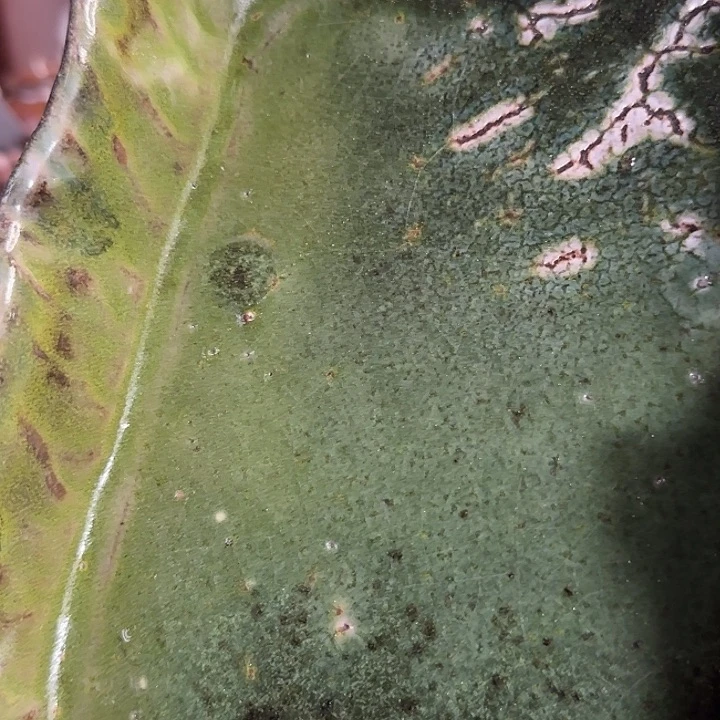 紫砂柴烧壶承壶承