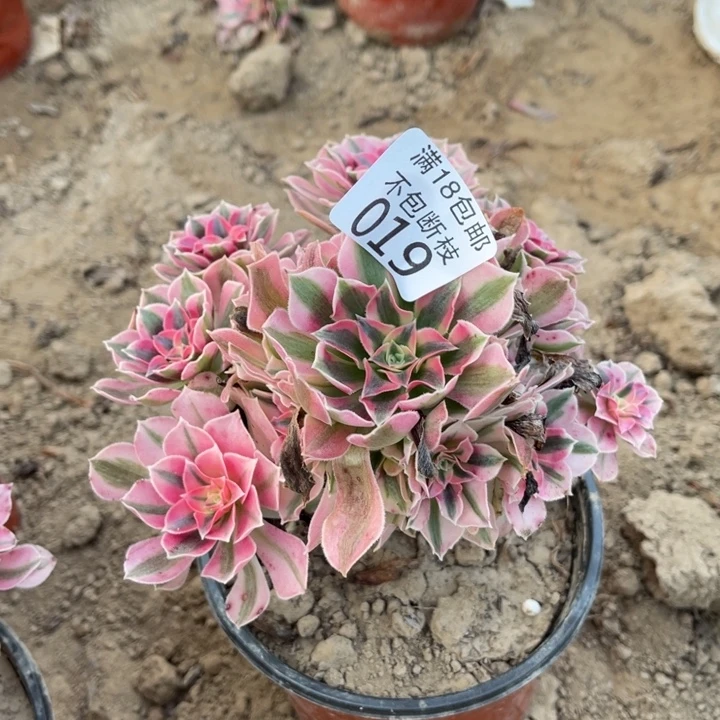 019粉女巫小手捧2