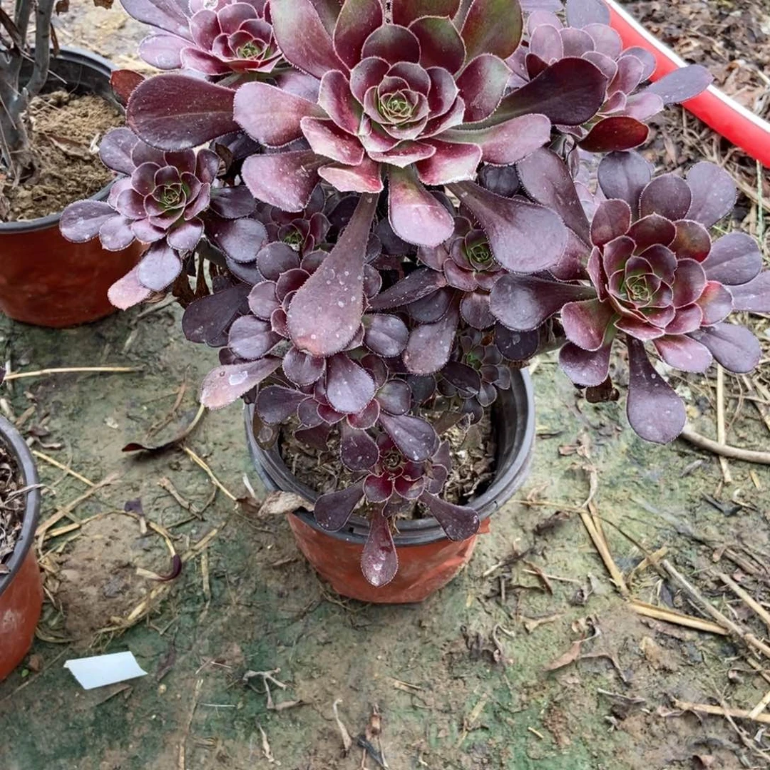 开***姐无花朵21号链接原液黑法师