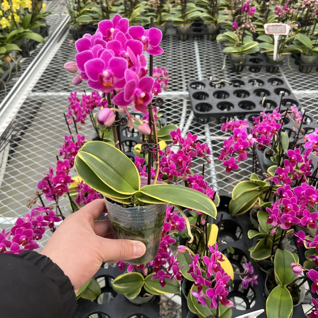 爆花型【金叶咖啡】2.8寸蝴蝶兰开花株，观花赏叶