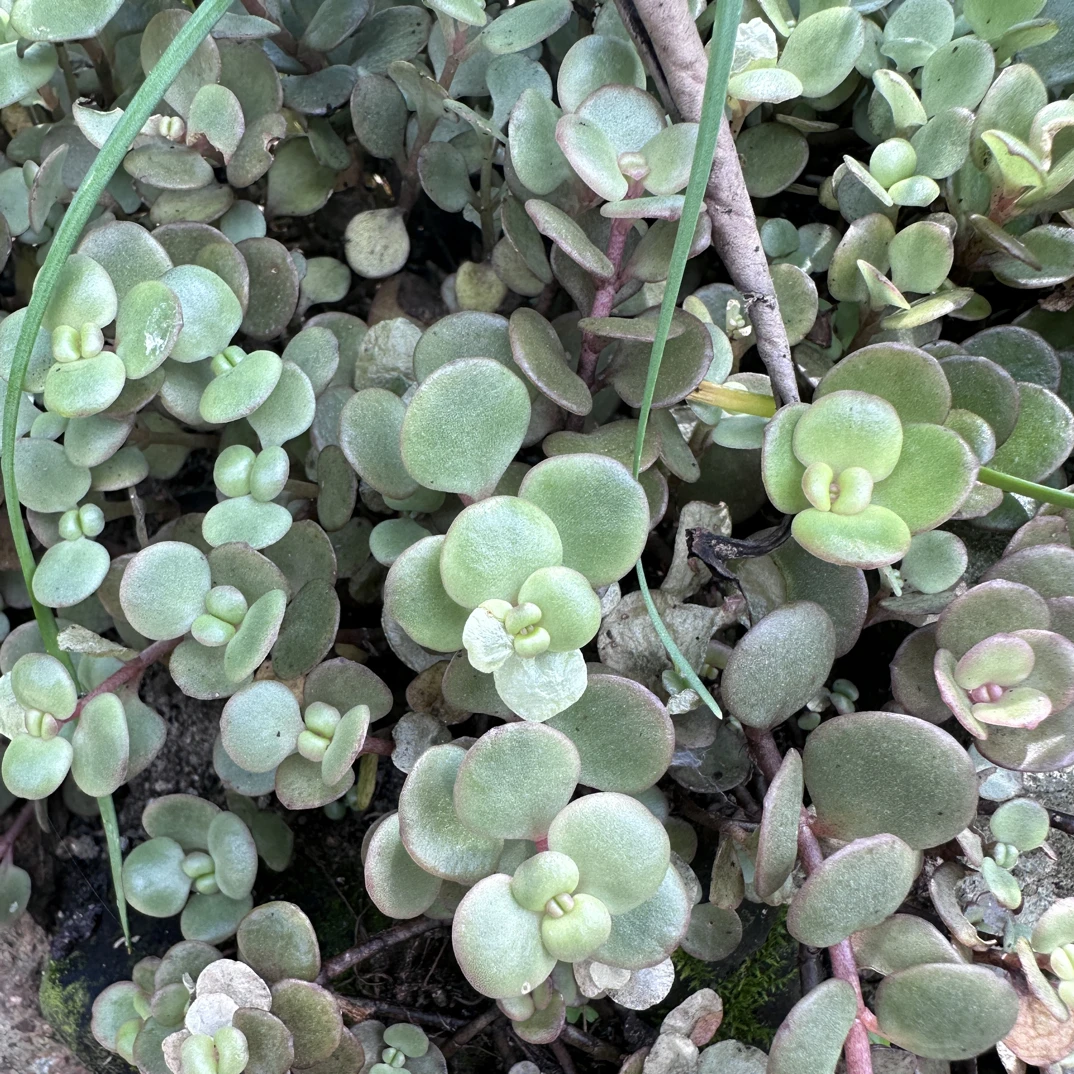 【蛟哥土特产】永嘉高山金枝玉叶（酸草）