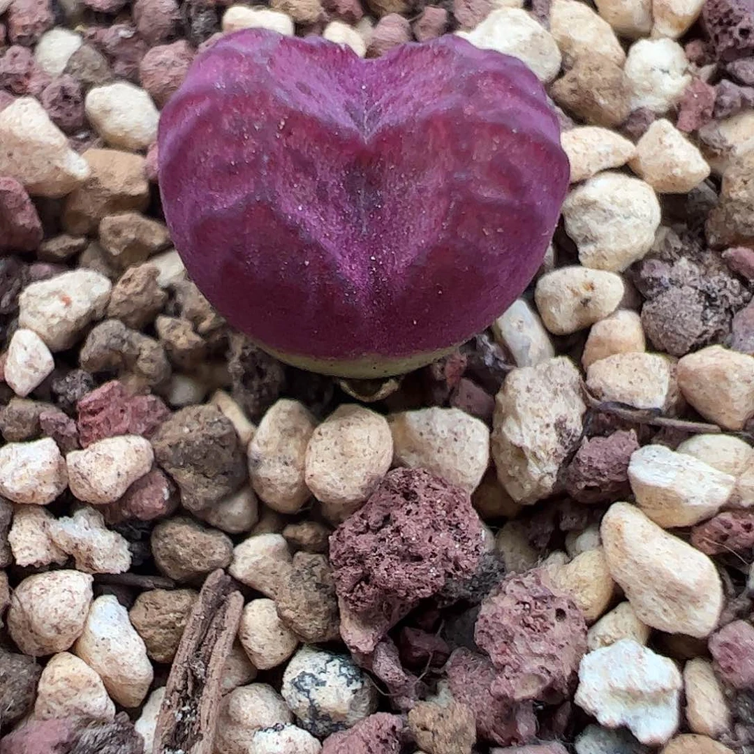 0000421一物一拍BT紫毛杂