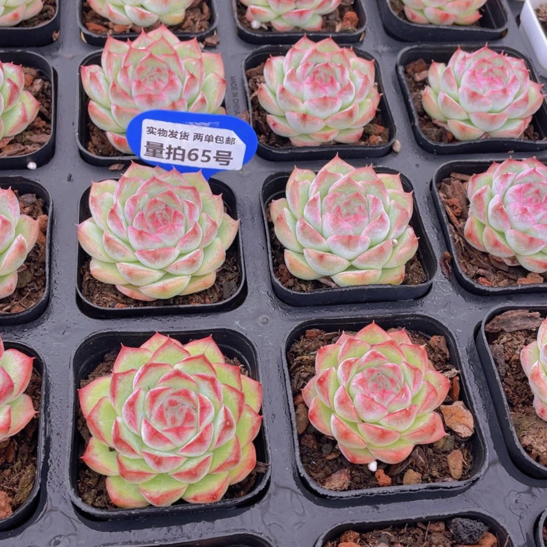 量拍65号 桃熏女王单头一个