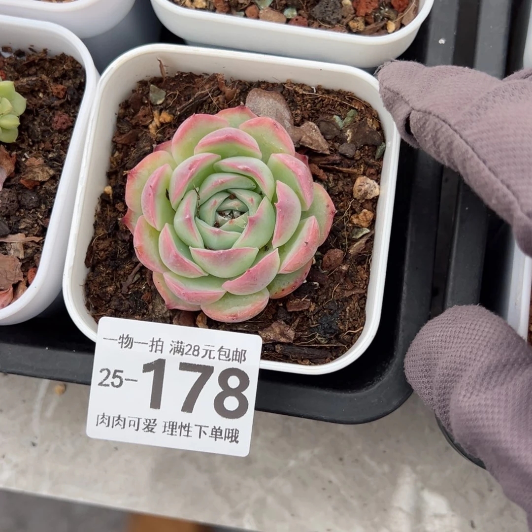 侧影，多肉多肉多肉多肉