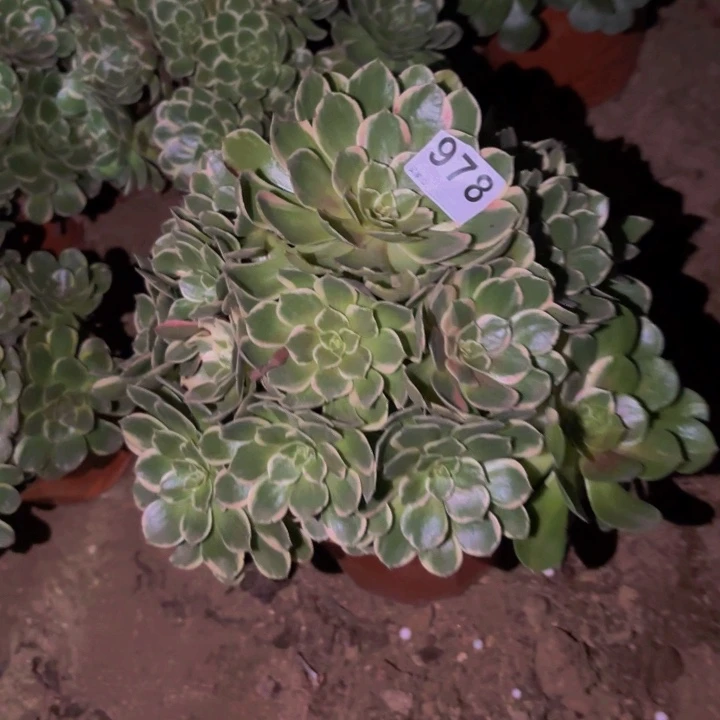 978孔雀翎多肉植物不售后