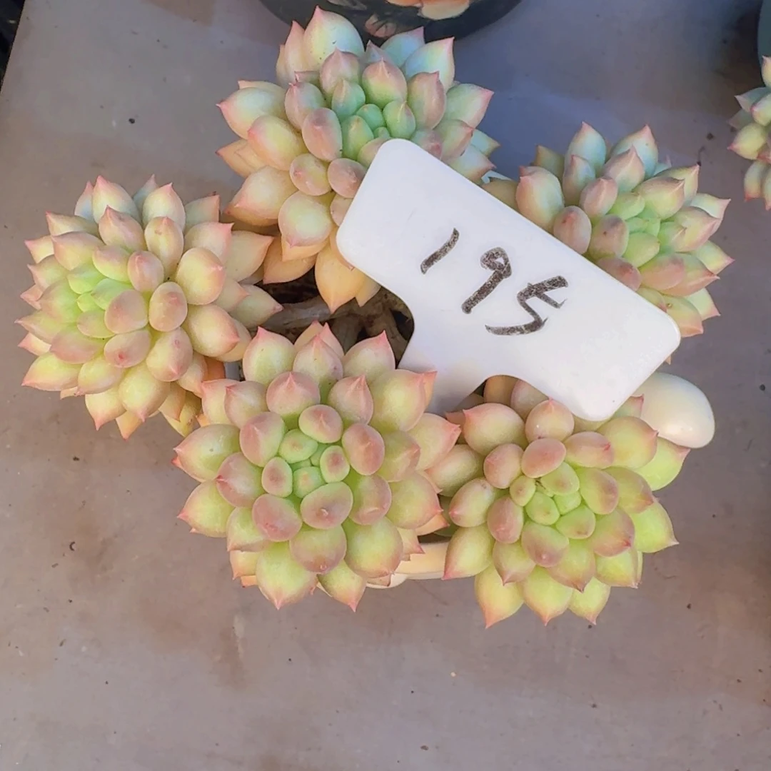 多肉植物和植物的生长