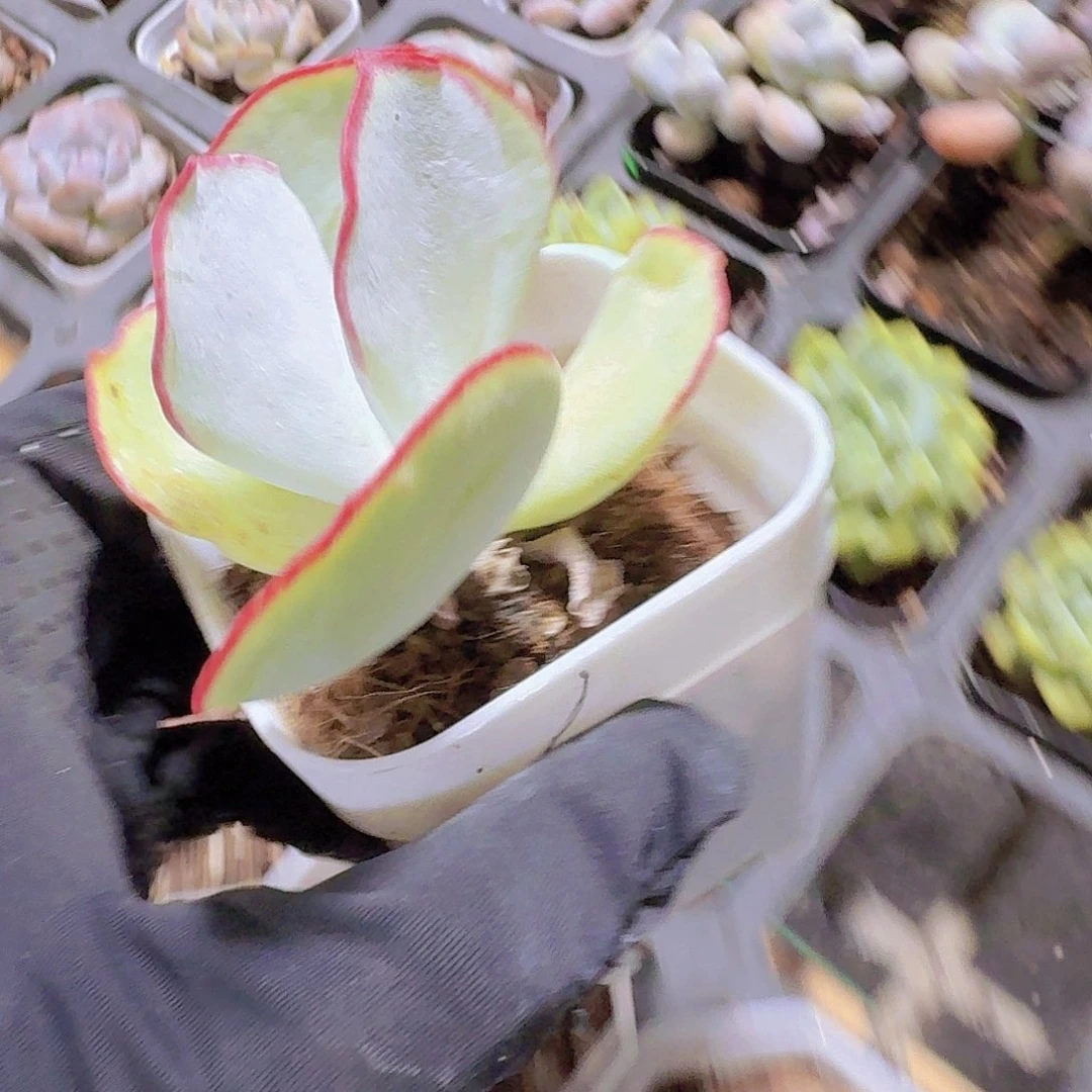 精品白眉多肉植物