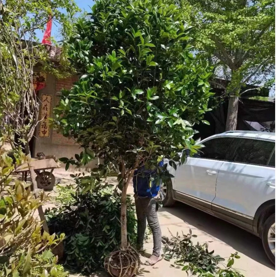桂花树苗金桂四季桂大型花卉八月庭院原生高杆天香台阁沉香地盆栽