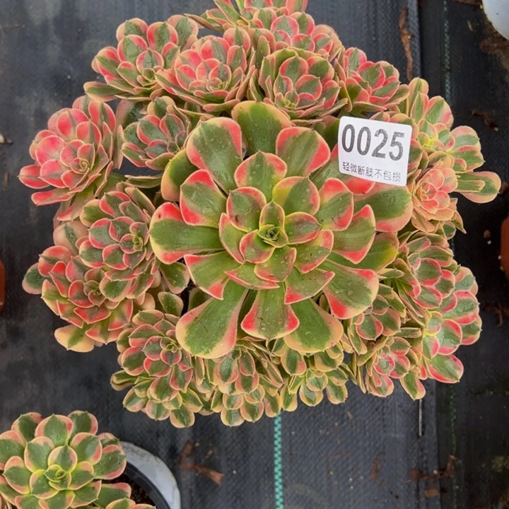 林***响无花朵粉红女郎0025555555555