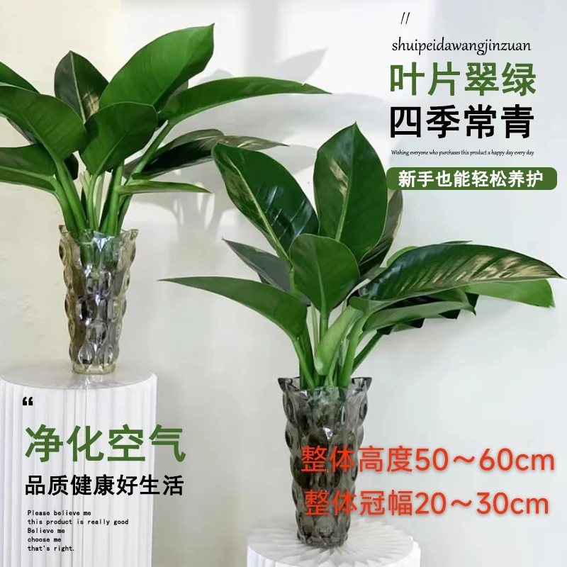 拍一发二大王金钻50-60cm高绿公主夏季好养护易活室内桌面不带盆