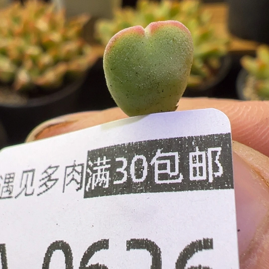 多肉植物111111111111111