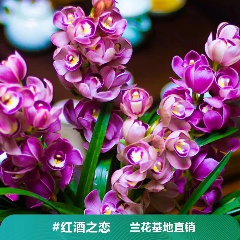 翁源兰花正品大花蕙兰红酒之恋开花浓香好易养室内花卉盆栽