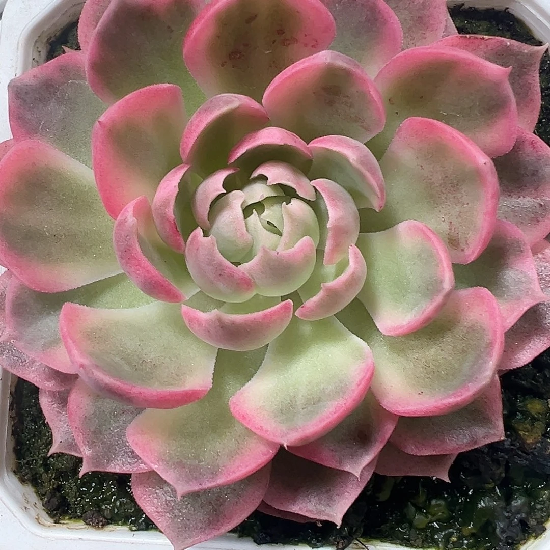 梦幻玫瑰锦多肉植物