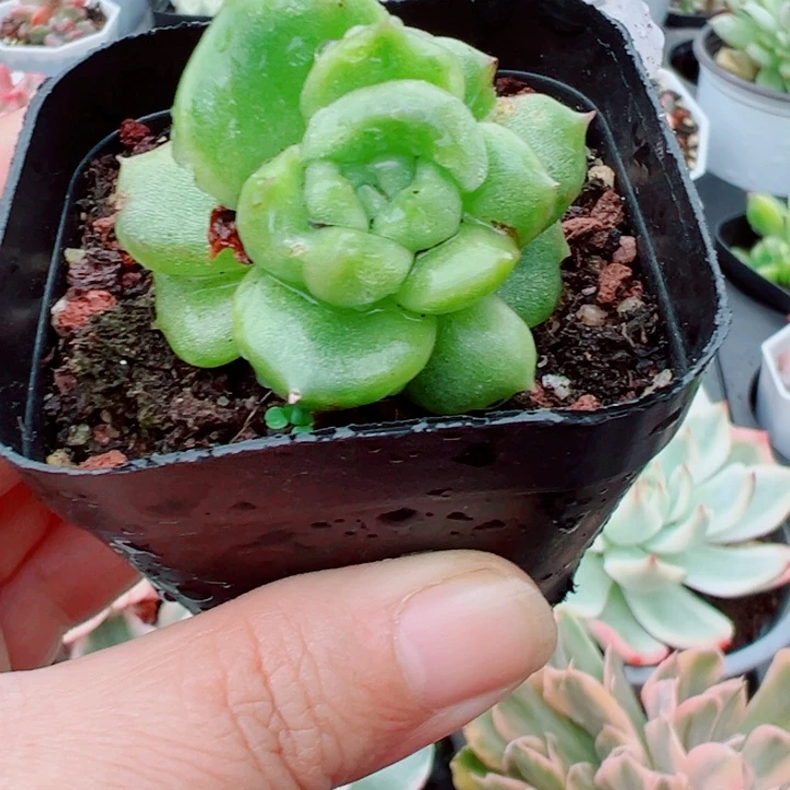 珍妮石化锦多肉植物
