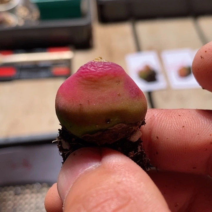 :****菜21204一个一个一个