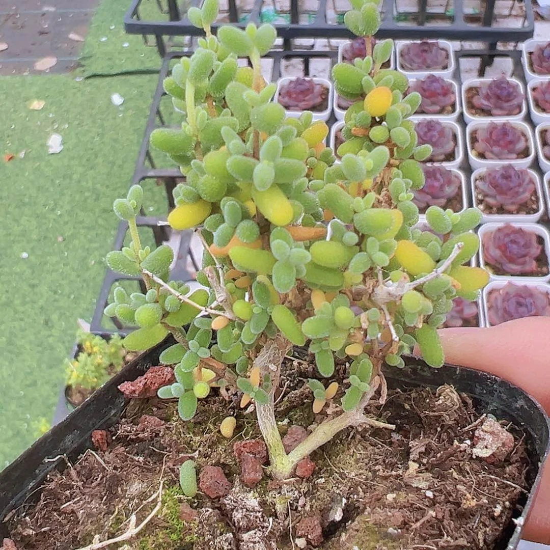 米粒枝干19包邮多肉植物