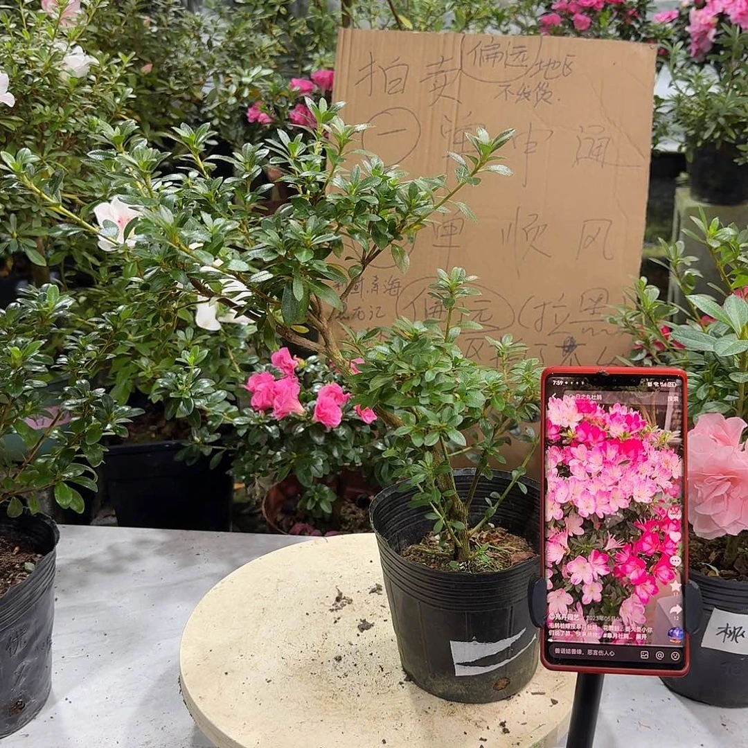 全部花苞花无骨杜鹃花