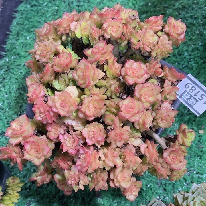 蜡牡丹15189多肉植物