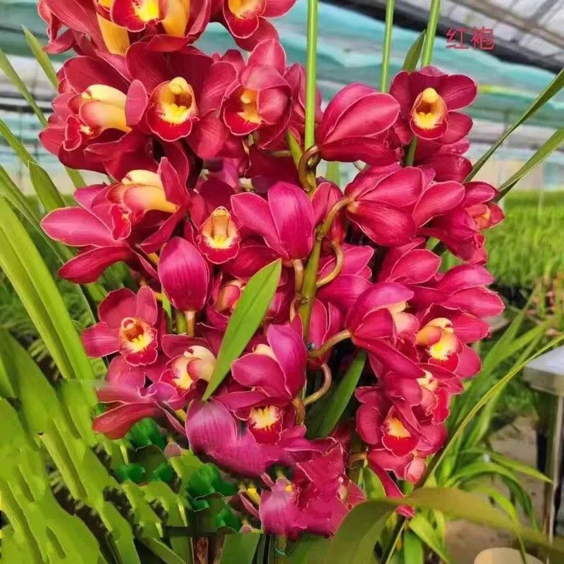 惠兰桌面款绿叶大红袍4支花剑发货（假一赔三)