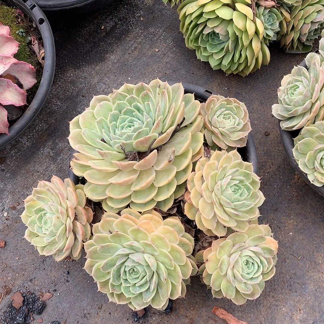 昂斯诺12.8 多肉植物量拍