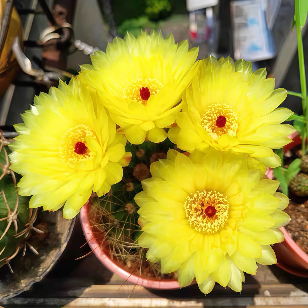 实生青王丸仙人球多肉植物开花盆栽好养易活防辐射