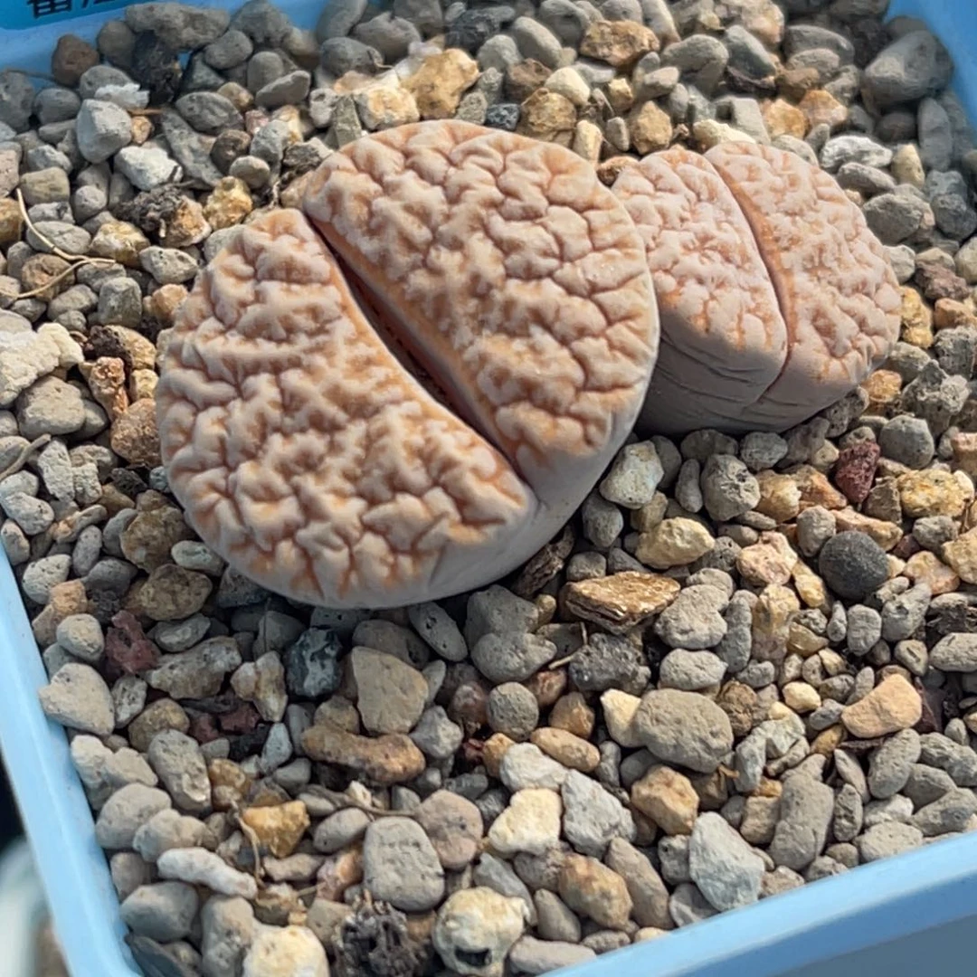 7091双头睫毛蜜纹铁189一颗