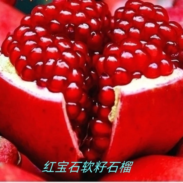 软籽红宝石大果公斤甜石榴树苗