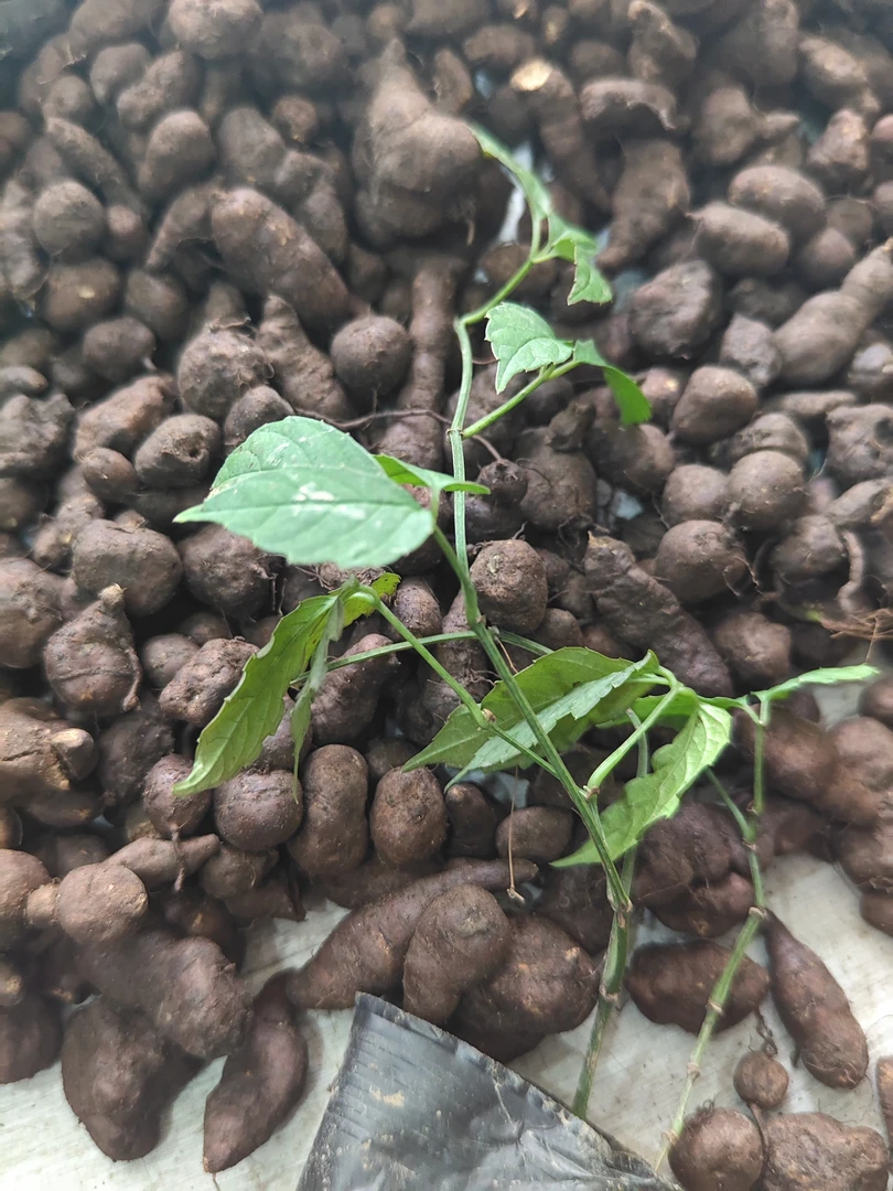 正宗三叶青种球 金线吊葫芦种苗种球 二代杂交驯化种球